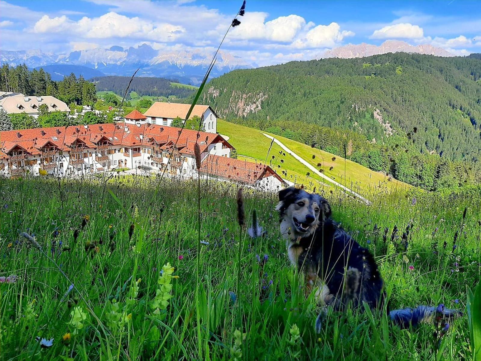 Gasthof Schmiederalm Aldino Dış mekan fotoğraf